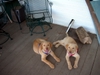Puppies and Florida Trip 2006 001.jpg